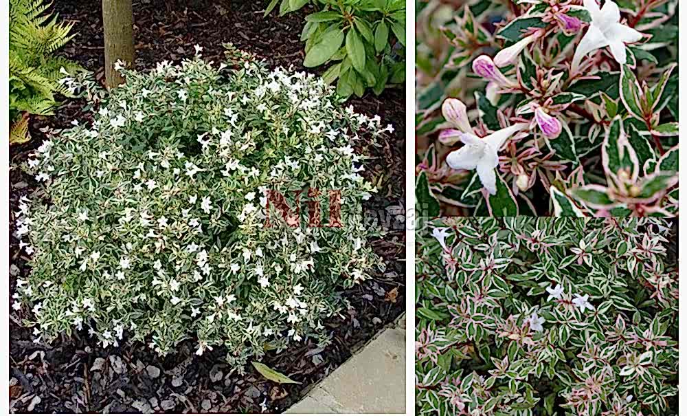 Abelia grandiflora ‘Confetti’/Güzellik Çalısı-Alacalı
