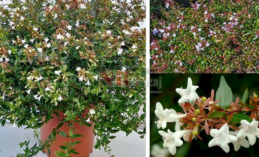 Abelia x grandiflora ‘Prostrata’/Güzellik Çalısı