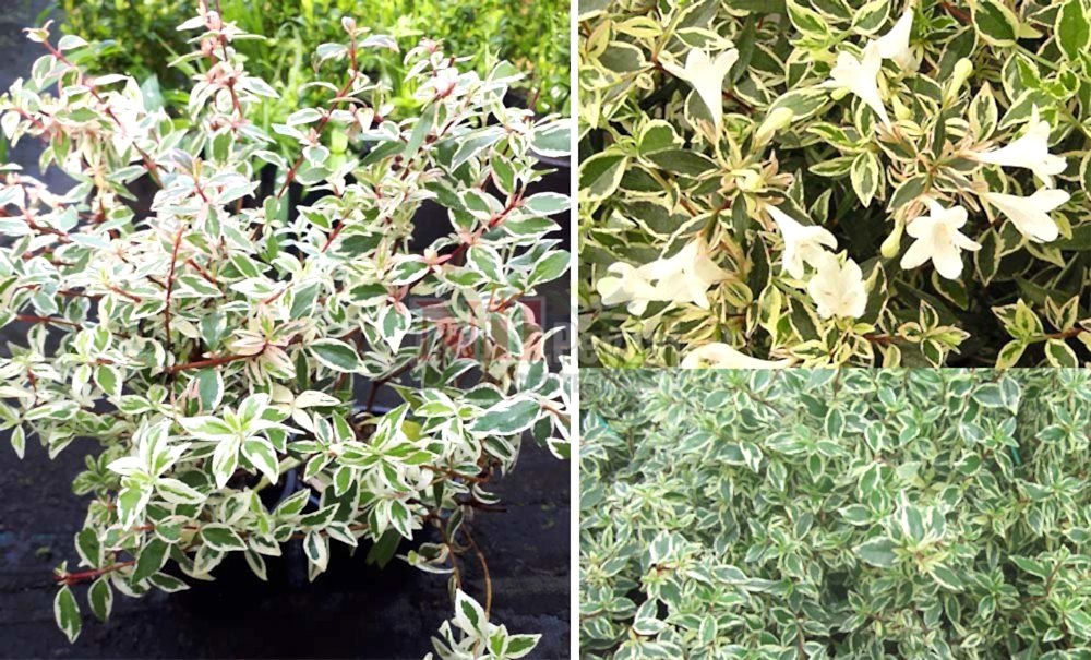 Abelia x grandiflora ‘Variegata’/Alacalı Güzellik Çalısı