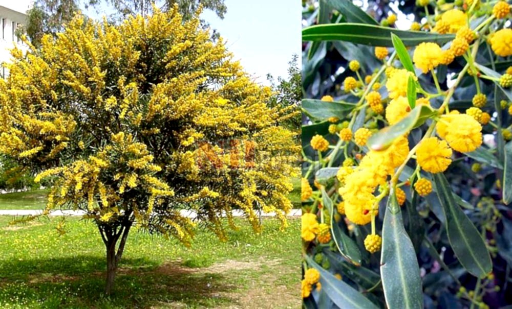 Acacia cyanophylla/Kıbrıs Akasyası