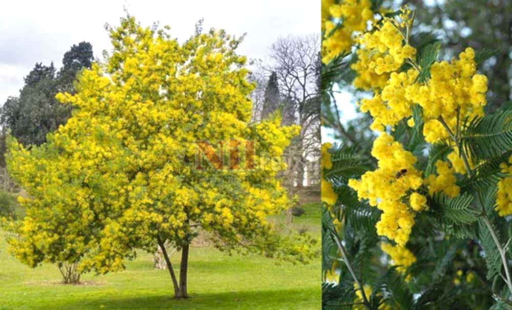 Acacia dealbata/Mimoza