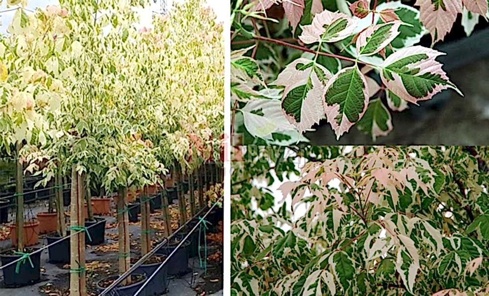 Acer negundo ‘Flamingo’/Akçaağaç
