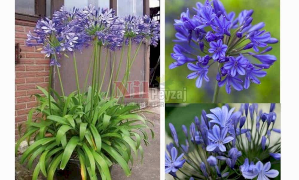 Agapanthus africanus’Blue’/Afrika Zambağı-Mavi Çiçekli