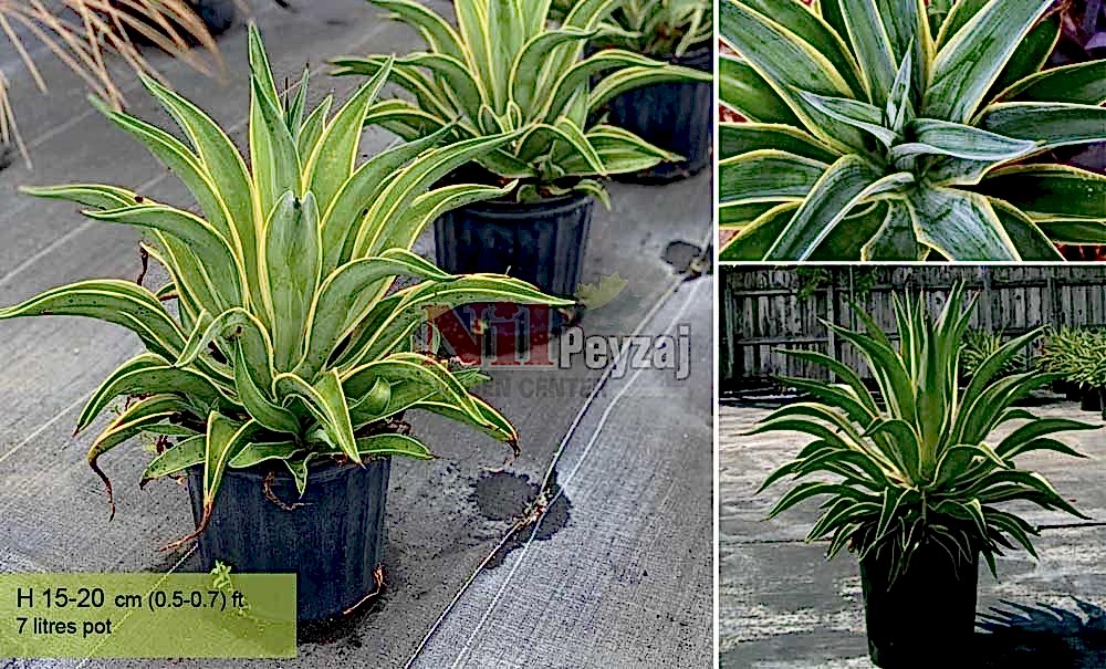 Agave desmettiana varigata/Alacalı Kuğu Boynu Agav
