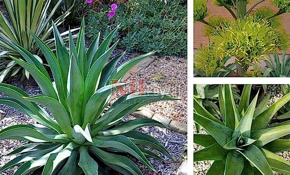 Agave desmettiana/İbrik Yapraklı Sabırlık