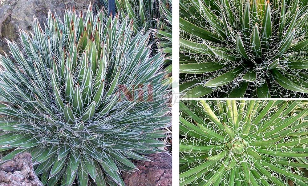 Agave filifera/Lifli Agav