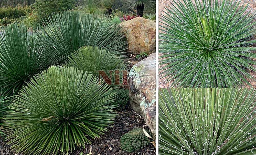 Agave geminifolia /İnce Yapraklı sabırlık