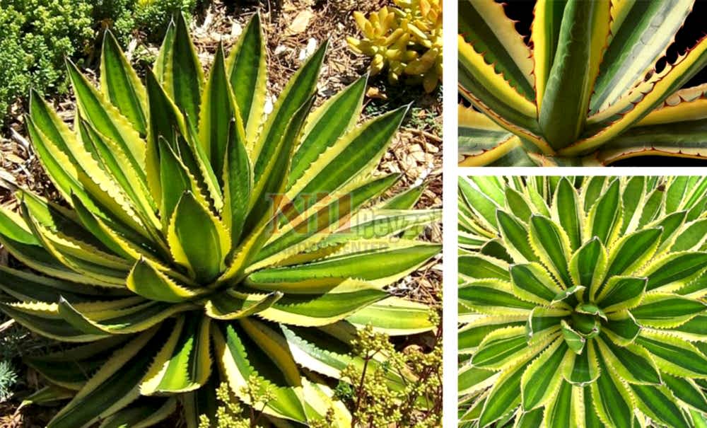Agave lophantha quadricolor